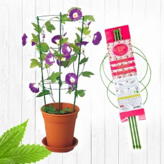 ��ǰ ������